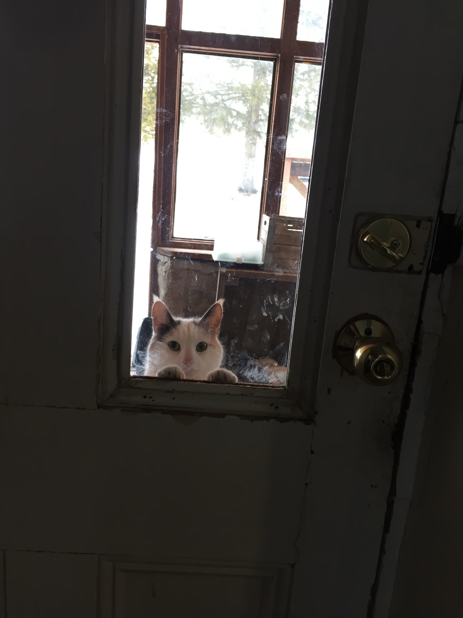 A white cat standing up against a window in a door to peak inside