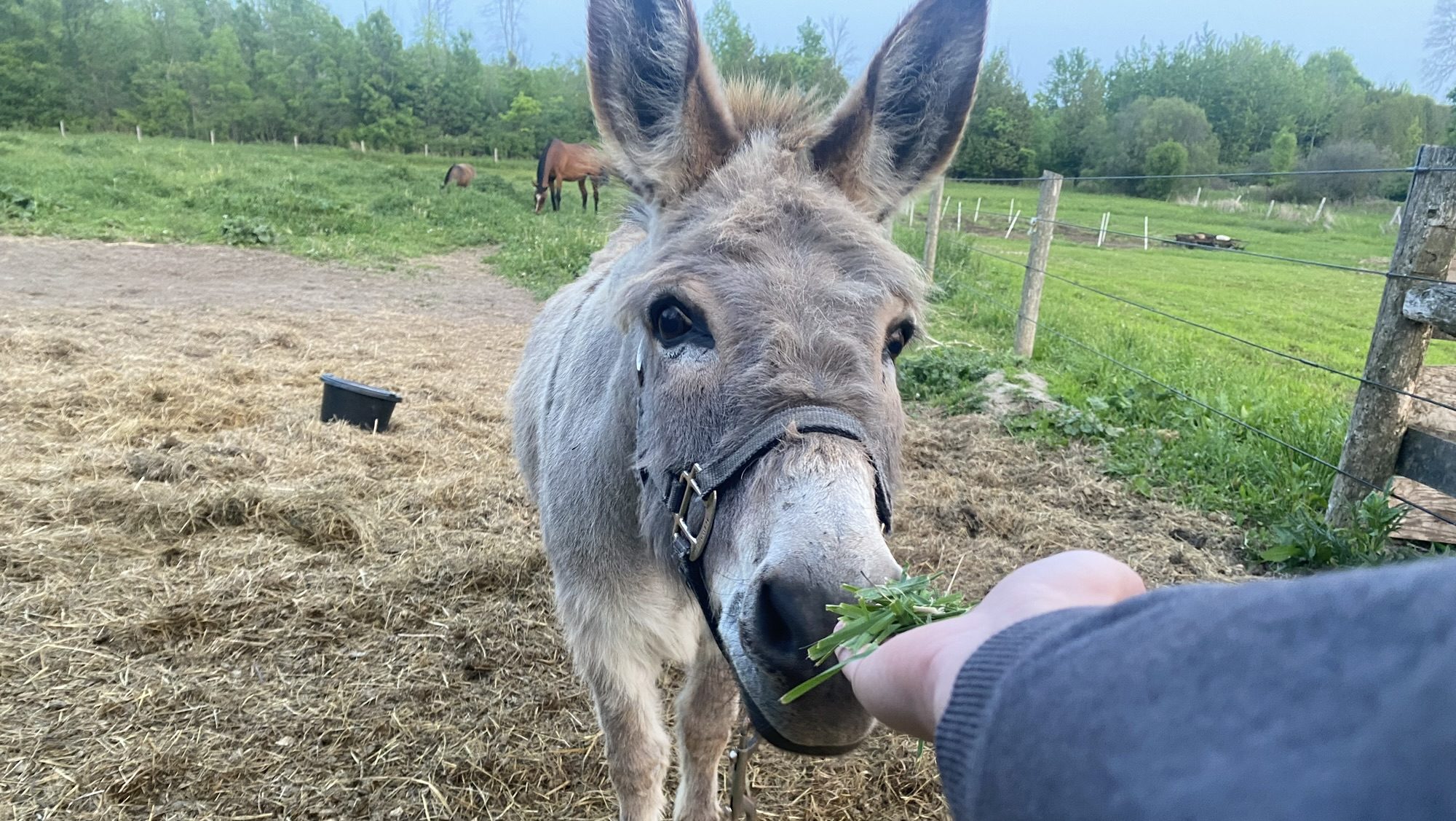 The Little Mop feeding a donkey some grass on a farm