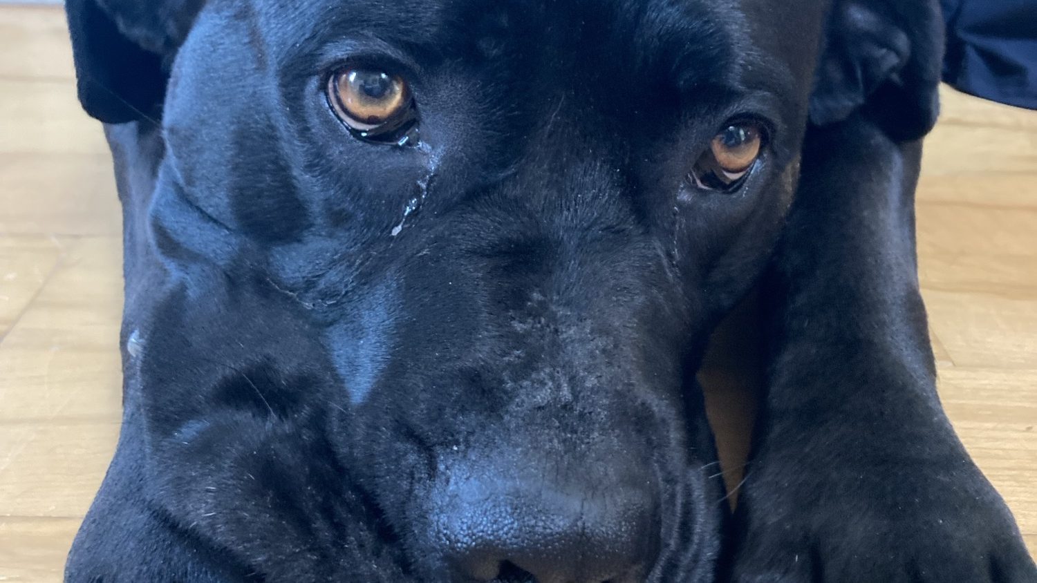 A dog rests her head on her front paws and looks cute